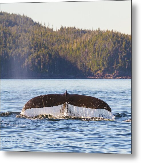 Whale Tale Metal Print featuring the photograph Whale Tale 1 by Michael Rauwolf