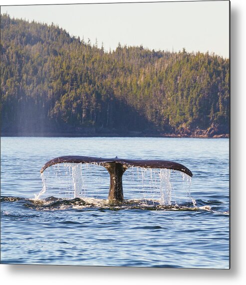 Whale Tale Metal Print featuring the photograph Whale Tale 2 by Michael Rauwolf
