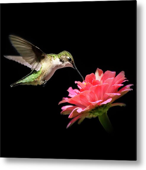 Hummingbirds Metal Print featuring the photograph Whispering Hummingbird Square by Christina Rollo