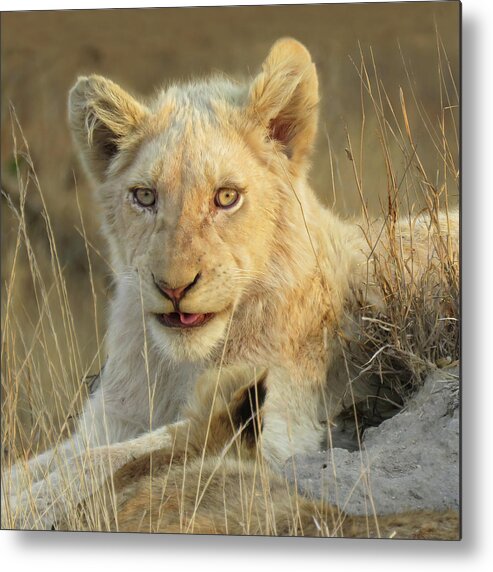 Strahl Metal Print featuring the photograph White Lion Up Close by Cheryl Strahl