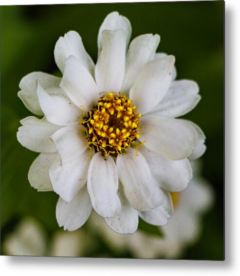 Photography Metal Print featuring the photograph White Zinnia Flower by Venetia Featherstone-Witty