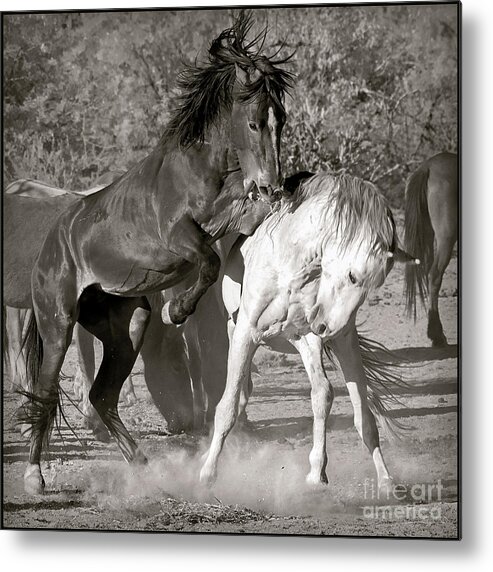 Wild Metal Print featuring the photograph WIld Horses Sparring by Martin Konopacki