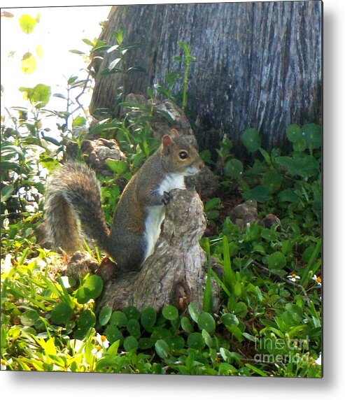 Photography Metal Print featuring the photograph Wild Squirrel Hunting by Philip And Robbie Bracco
