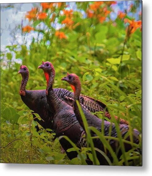 Wild Metal Print featuring the photograph Wild Turkey Trio North Carolina by Bellesouth Studio