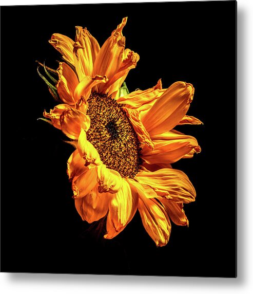 Black Background Metal Print featuring the photograph Wilting Sunflower #2 by Kevin Suttlehan