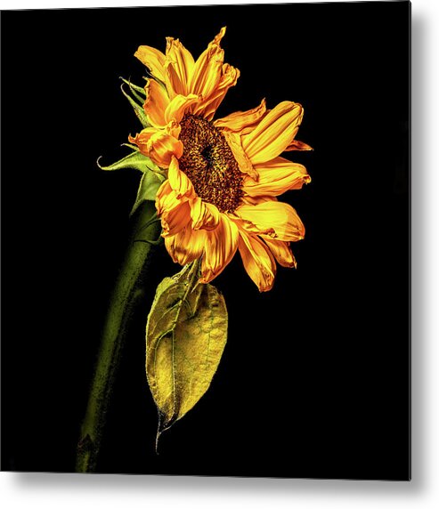 Black Background Metal Print featuring the photograph Wilting Sunflower #3 by Kevin Suttlehan