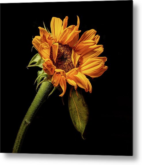 Black Background Metal Print featuring the photograph Wilting Sunflower #4 by Kevin Suttlehan