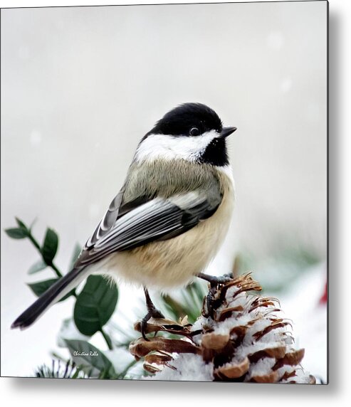 Winter Metal Print featuring the photograph Winter Chickadee Square by Christina Rollo