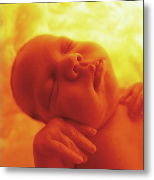 Colour Metal Print featuring the photograph Womb Series #2 by Anne Geddes