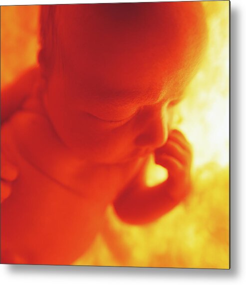 Color Metal Print featuring the photograph Womb Series #8 by Anne Geddes
