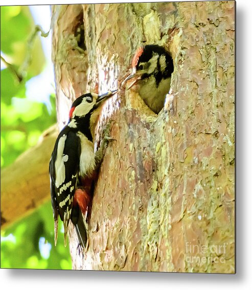 Great Spotted Woodpecker Metal Print featuring the photograph Woodpecker and young by Colin Rayner