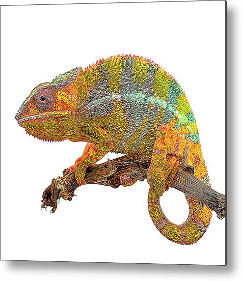Orange Metal Print featuring the painting Yellow and Green, Panther Chameleon by Custom Pet Portrait Art Studio