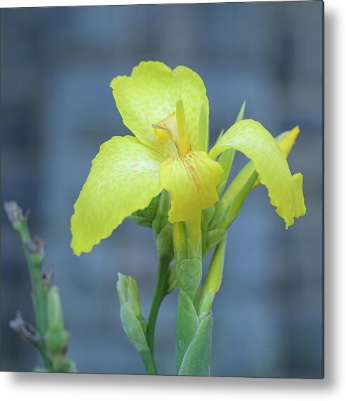 Flowers Metal Print featuring the photograph Yellow Canna Lily by Frank Mari