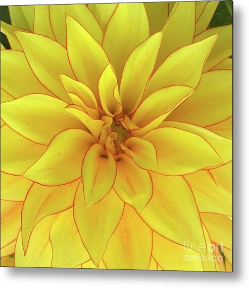 Flower Metal Print featuring the photograph Yellow Sun by Wendy Golden