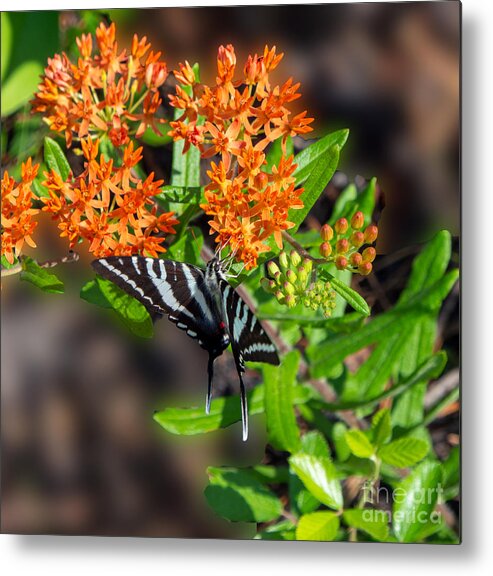 Zebra Swallowtail Metal Print featuring the photograph Zebra Swallowtail Butterfly on Orange Butterfly Weed by L Bosco