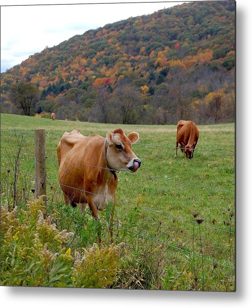 Cows Metal Print featuring the photograph Licking my chops by Judy Swerlick