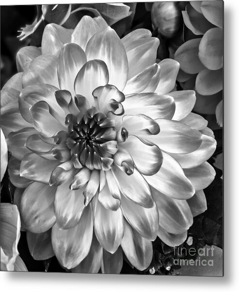 Flower Metal Print featuring the photograph Simply Beautiful by Arlene Carmel