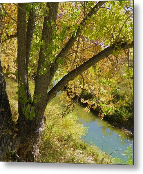 Creek Metal Print featuring the photograph Hidden creek #1 by Vicky Mowrer