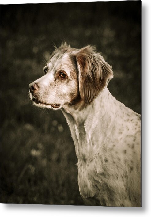 Dog Metal Print featuring the photograph Brittany #2 by Bradley Clay