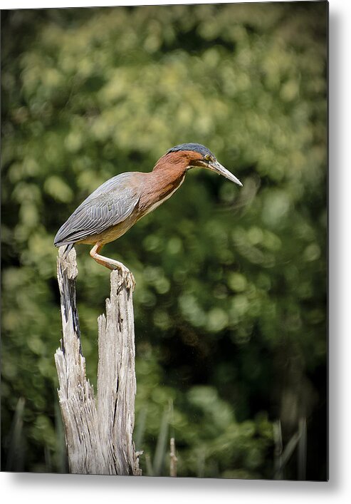 Nature Metal Print featuring the photograph Green Heron on Stump by Bradley Clay