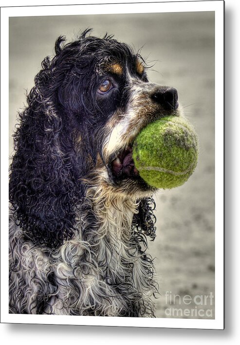 Cocker Spaniel Metal Print featuring the photograph I'm Ready to Play by Benanne Stiens