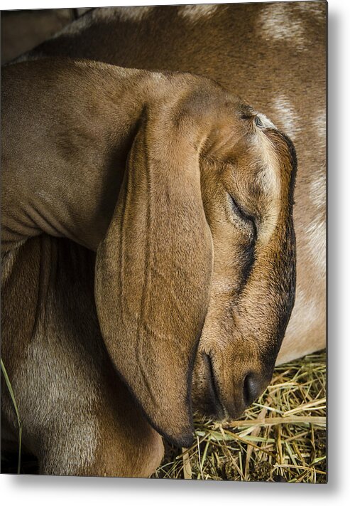 Bradley Clay Metal Print featuring the photograph Pride of the Shepherd by Bradley Clay