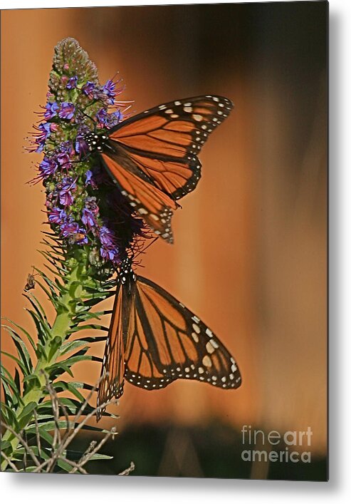 Monarch Butterflies Metal Print featuring the photograph Monarch Butterflies of Pacific Grove by Pat Hathaway 2015 by Monterey County Historical Society