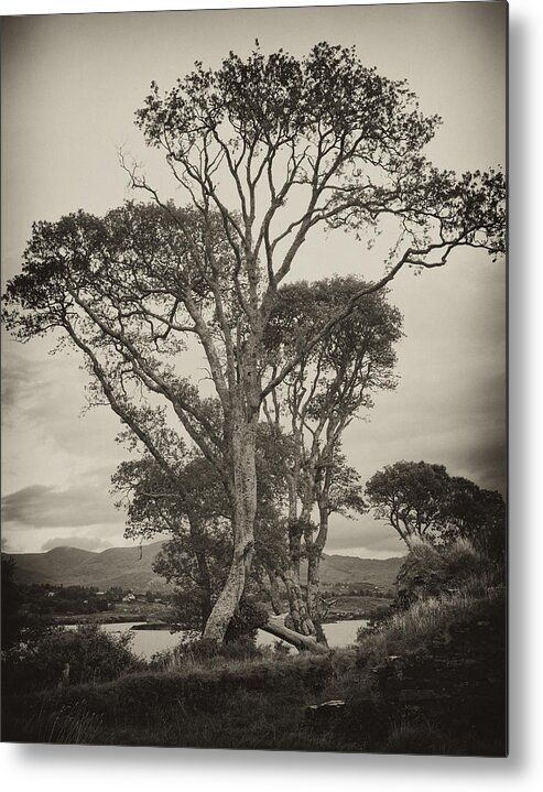 Oak Trees Metal Print featuring the photograph Oak Trees by Hugh Smith