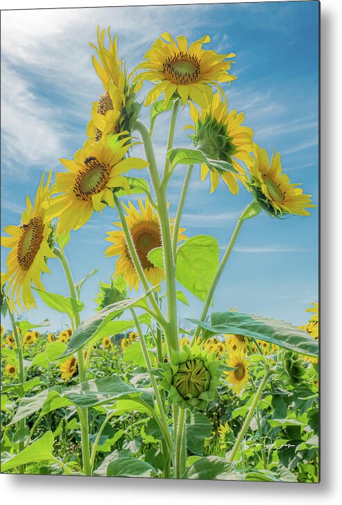 Sunflower Metal Print featuring the photograph Fountain of Sunflowers by Pam DeCamp