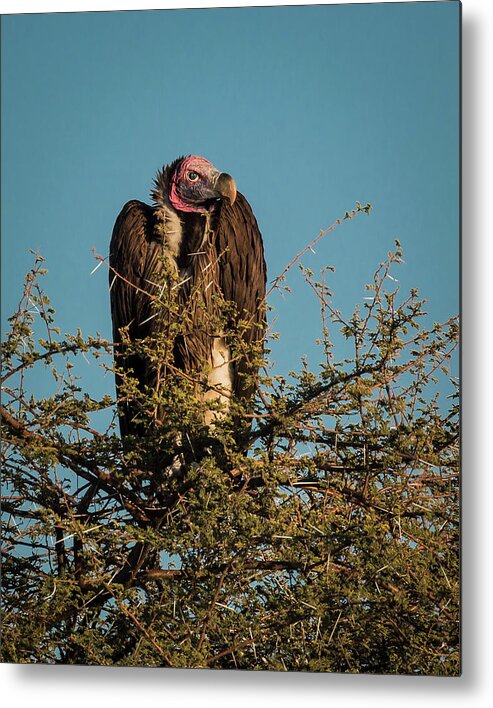 Vulture Metal Print featuring the photograph Lappet-faced Vulture 1 by Claudio Maioli