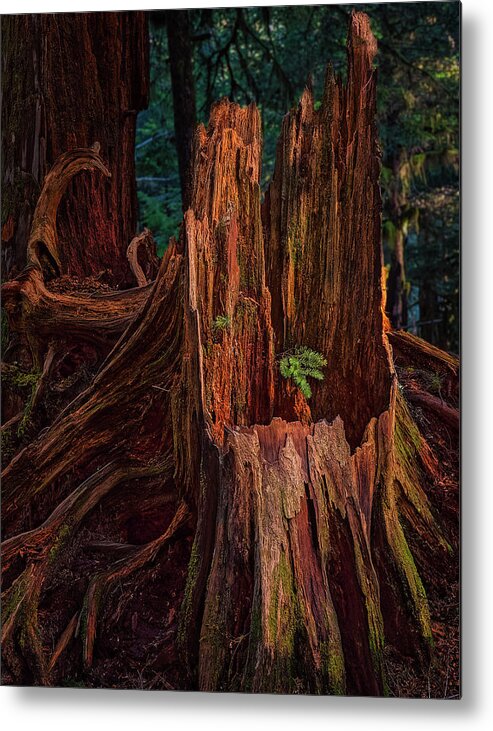 Cedar Metal Print featuring the photograph Cedar Stump by Thomas Hall