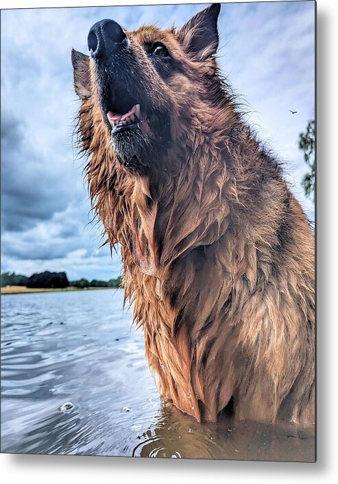Water Metal Print featuring the photograph Drenched Delight aka The Aquatic Adventures of a Playful Pooch by Abbie Shores