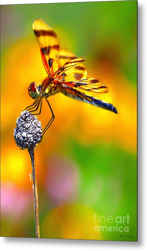 Dragonfly Metal Print featuring the photograph Yellow Dragon by Adam Olsen