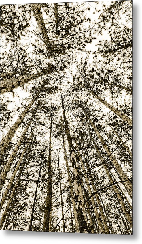 Pine Trees Metal Print featuring the photograph Fulfillment by Linda McRae