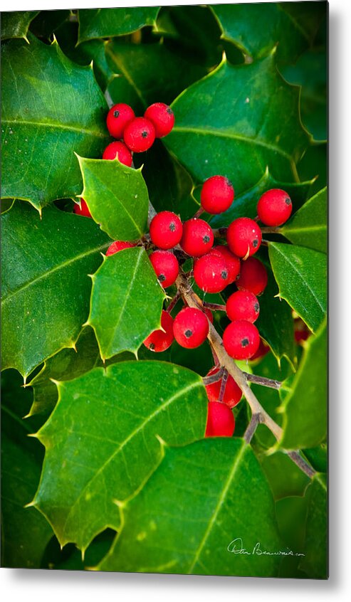 Christmas Metal Print featuring the photograph Holly 9218 by Dan Beauvais