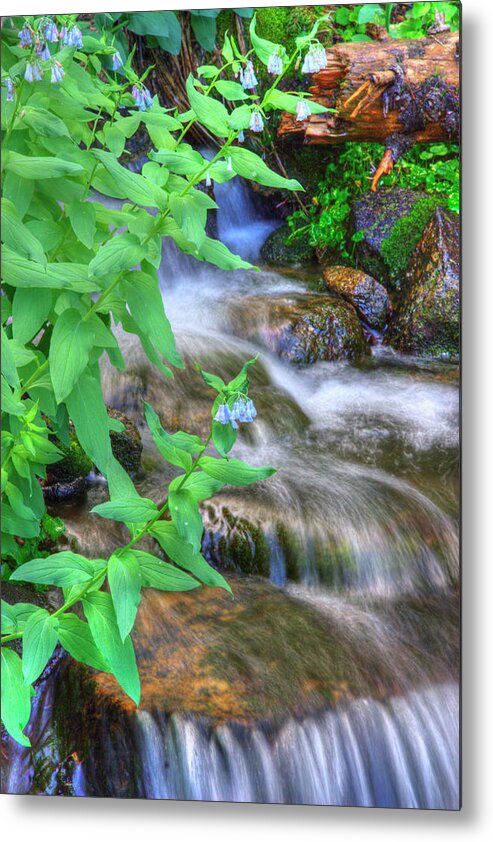 Mountain Bluebell Metal Print featuring the photograph Mounain Bluebells by Douglas Pulsipher