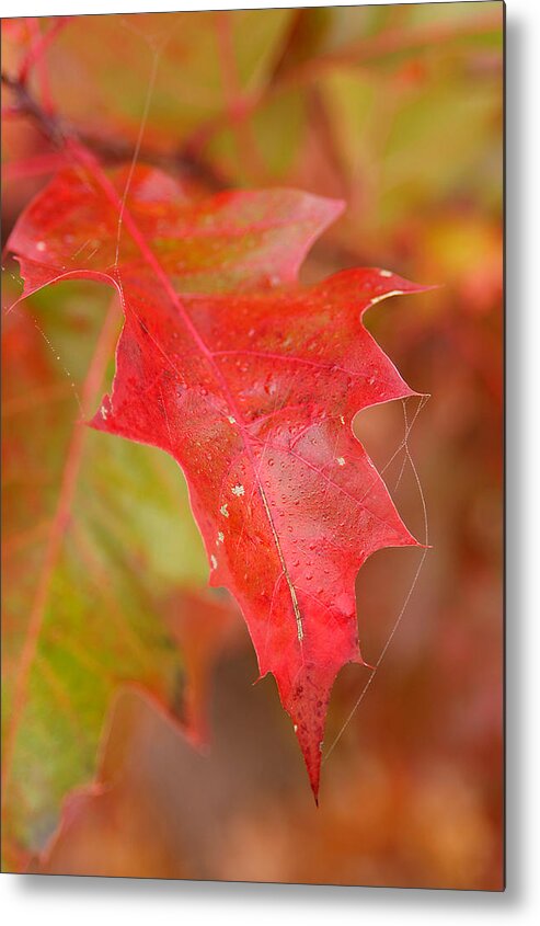 Oak Leaves Metal Print featuring the photograph Red Silk by Linda McRae