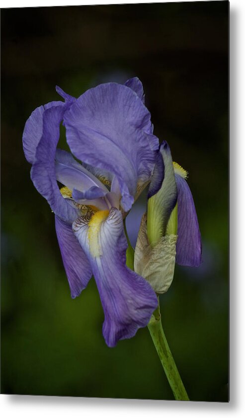 Blue Iris Metal Print featuring the photograph Vintage Iris May 2017 by Richard Cummings