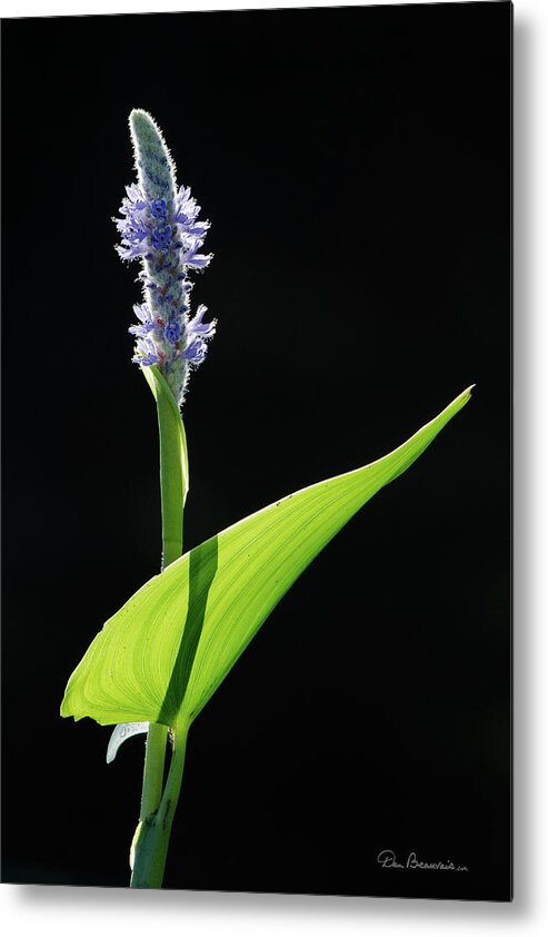 Pickerelweekd Metal Print featuring the photograph Pickerelweed 4169 by Dan Beauvais