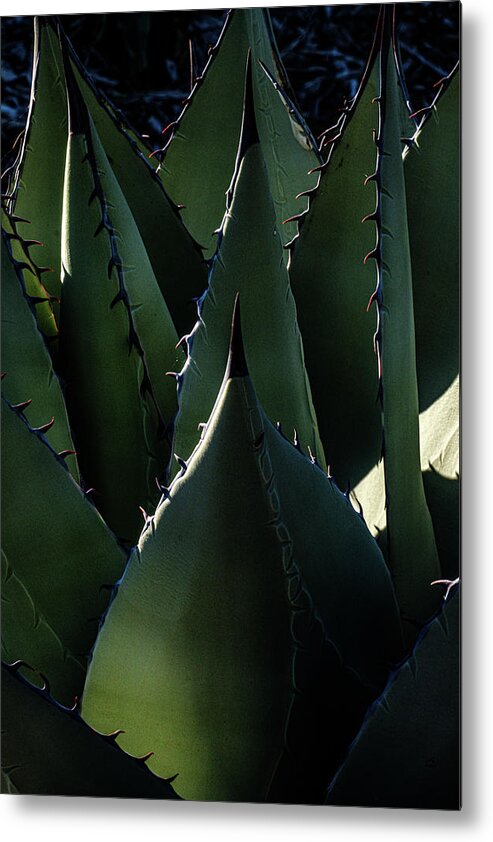 Agave Metal Print featuring the photograph Agave Splendor III by Johnny Boyd