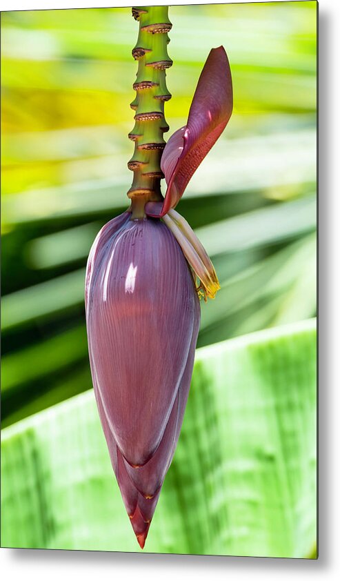Flora Metal Print featuring the photograph Banana Flower Stalk by Tanya G Burnett