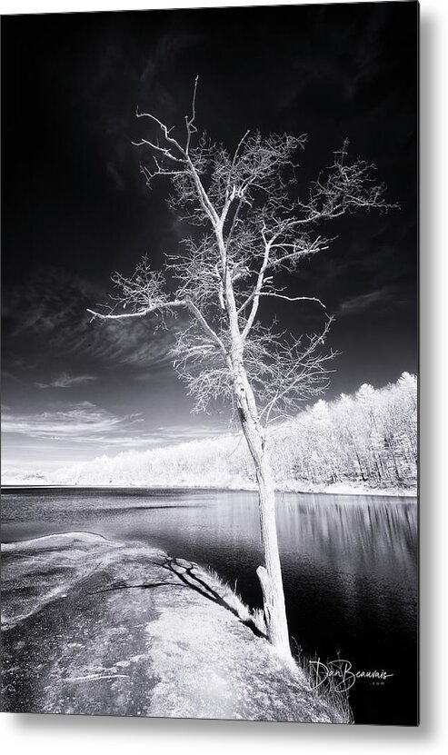 Tree Metal Print featuring the photograph Bare Tree at Lake Laura #3002 by Dan Beauvais