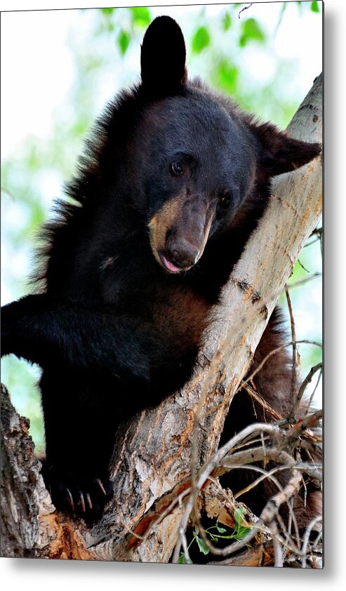 Bear Metal Print featuring the photograph Bear Resting In Tree by Jerry Sodorff