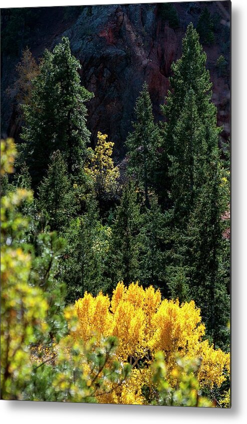 Aspens Metal Print featuring the photograph Brilliant Yellow by Jerry Sodorff