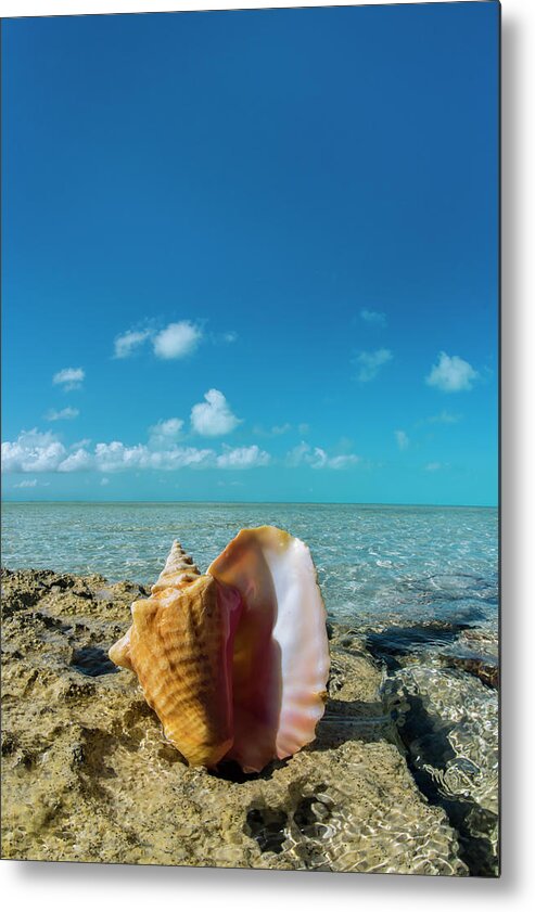Queen Conch Shell Metal Print featuring the photograph Queen Conch 2 by Tanya G Burnett