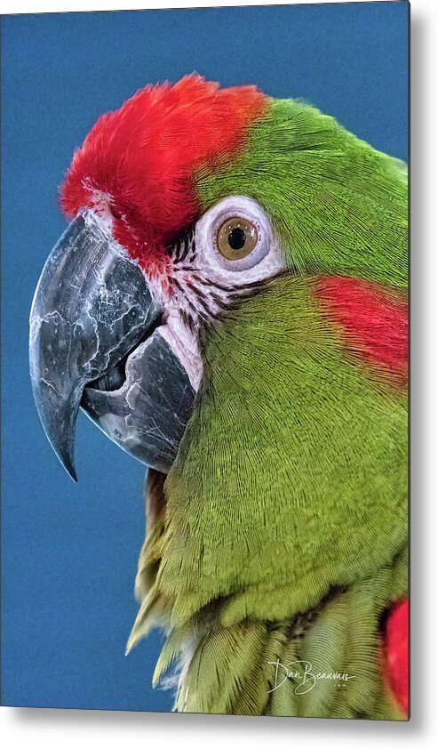 Parrot Metal Print featuring the photograph Red-Fronted Macaw 3761 by Dan Beauvais