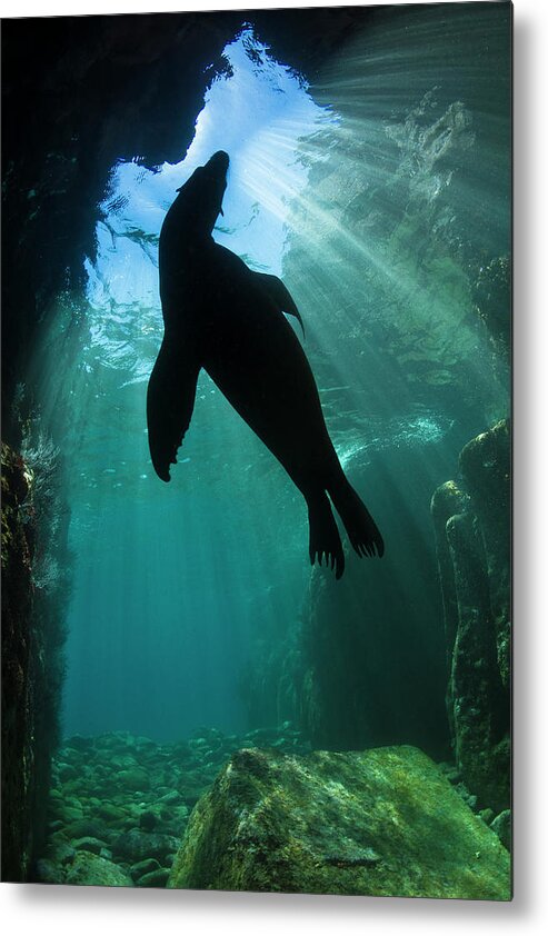 California Sea Lion Metal Print featuring the photograph Sea lion silhouette by Todd Winner