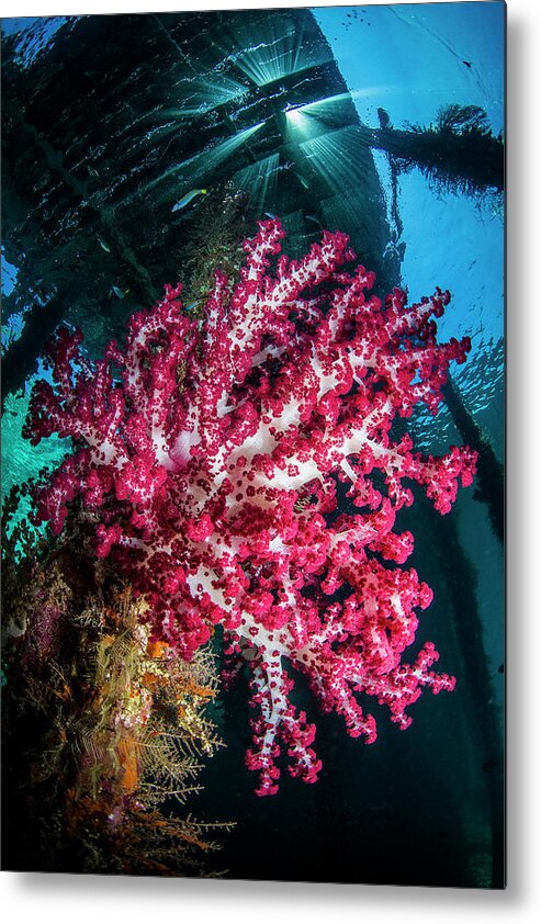 Raja Ampat Metal Print featuring the photograph Soft coral under jetty by Todd Winner