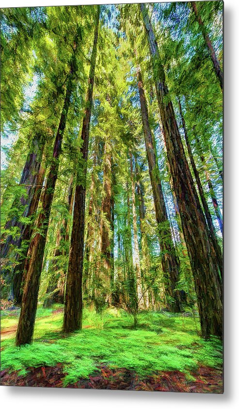 California Metal Print featuring the photograph Up Into the California Redwoods ap 120 by Dan Carmichael