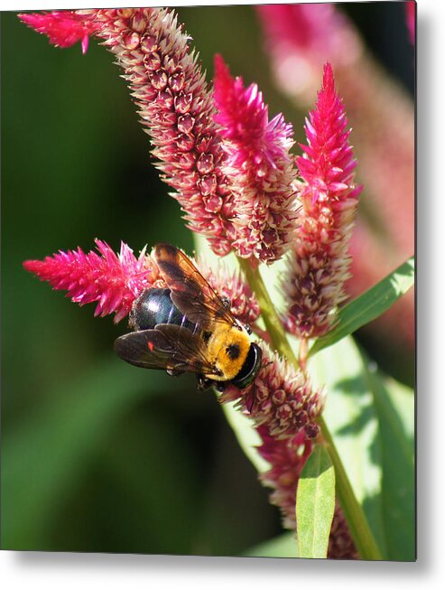 Bumble Bee Metal Print featuring the photograph Flowering Bumble Bee by M Three Photos